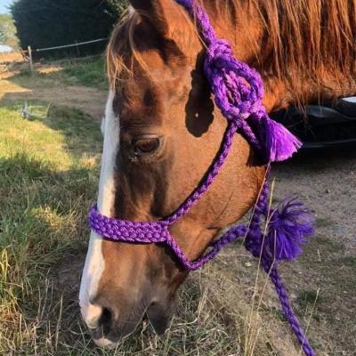 Licol mule tape longe